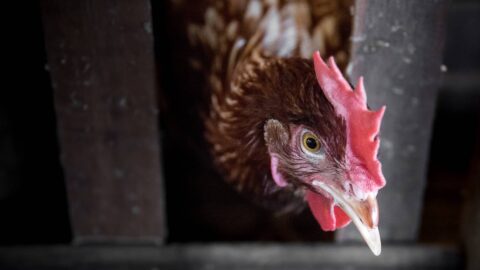 220111 - Splann ! Poule en élevage Crédits Aarisa Chattasa by Unsplash